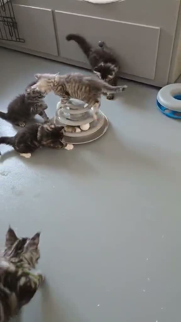 Maine Coon cats for sale: 6 TICA registered Maine Coon kittens. - Video 1