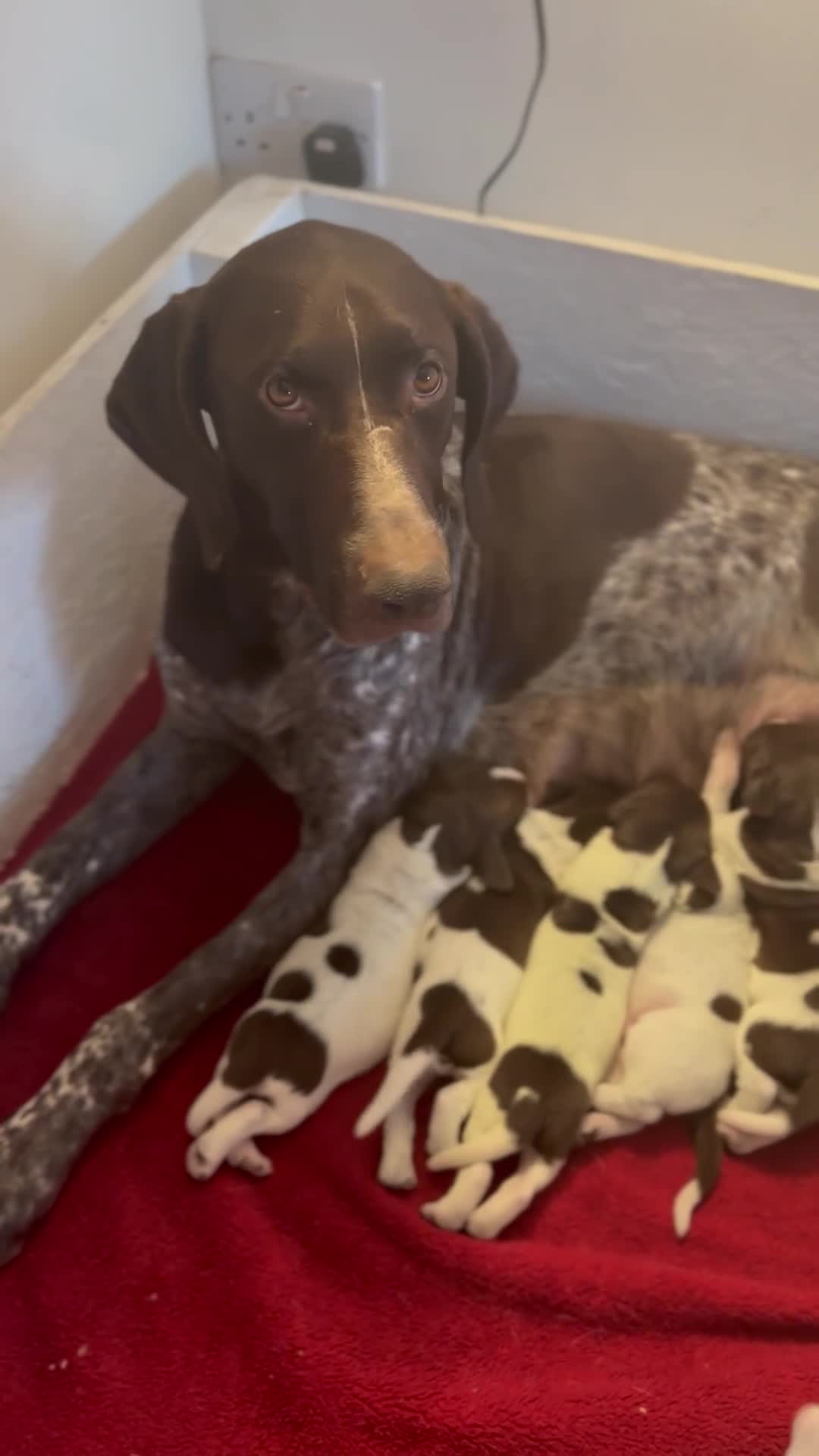 German Shorthaired Pointer dogs for sale: German Shorthaired Pointers Home Raised & Working  in Lincoln - Video 1