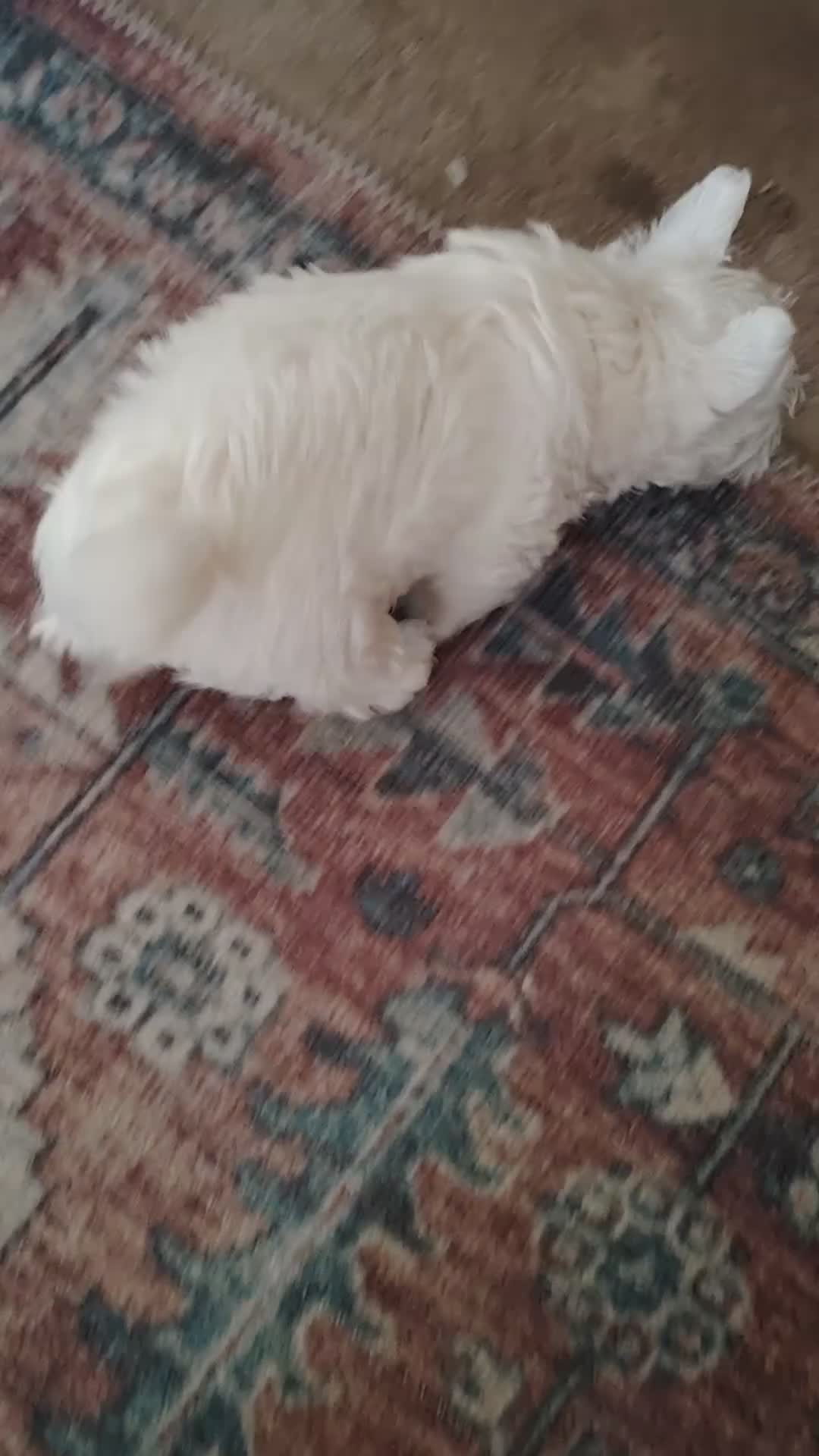 West Highland Terrier dogs for sale: West highland terrier boy in Swaffham - Video 2