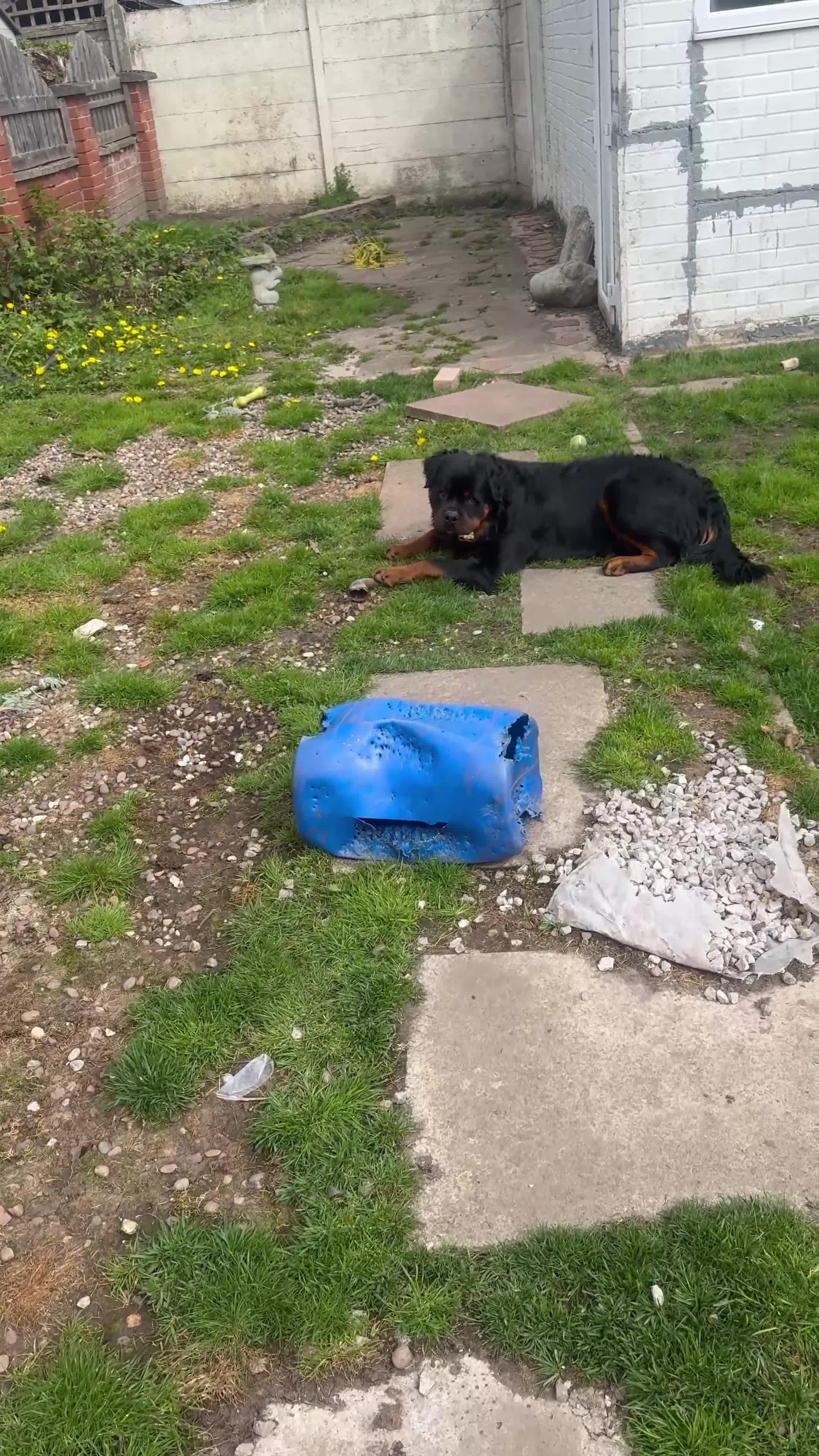 Rottweiler dogs for sale: Chunky Rotwieler pups for sale  in Manchester - Video 1