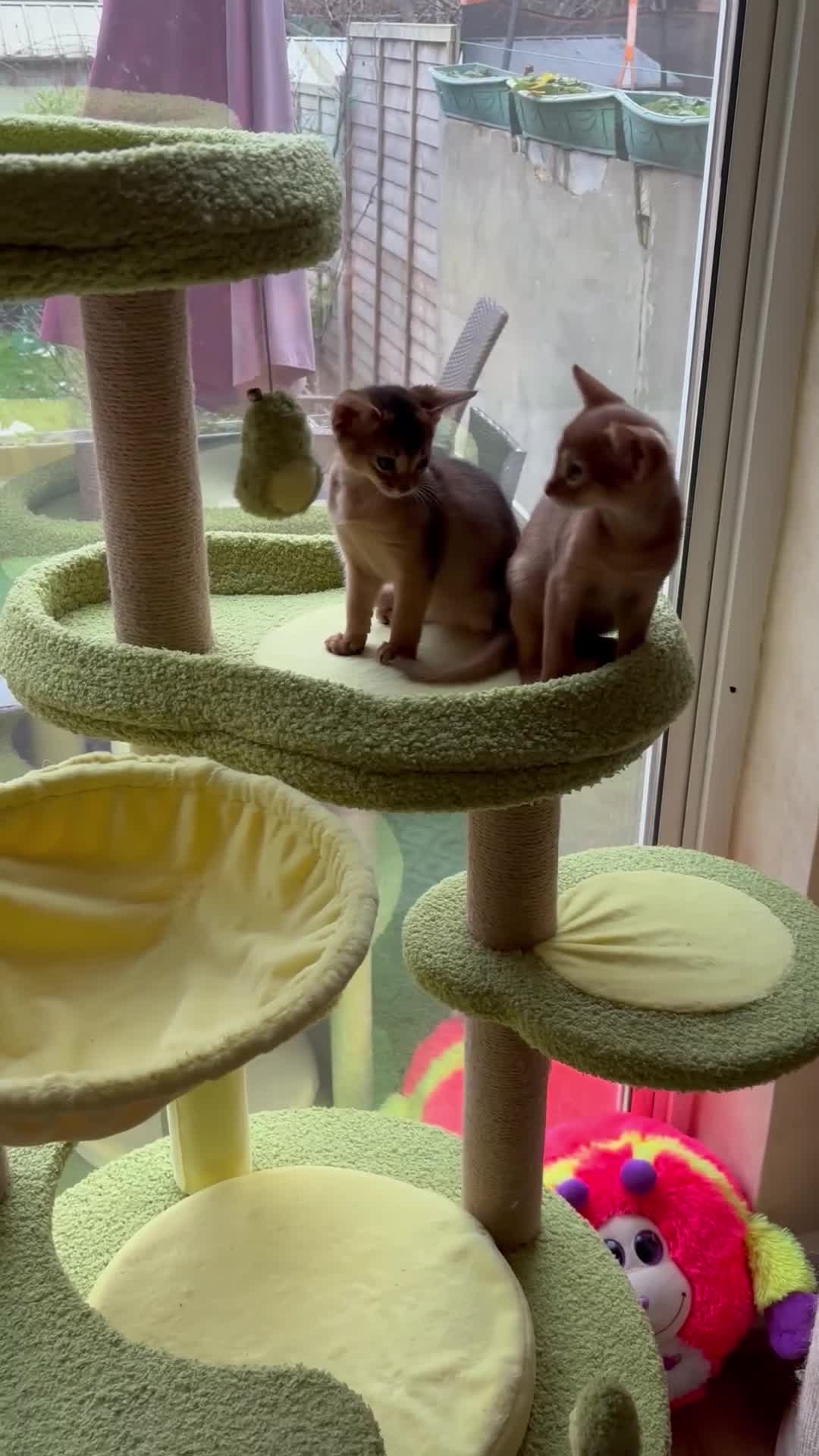 Abyssinian cats for sale: Two Abyssinian kittens !!! - Video 2