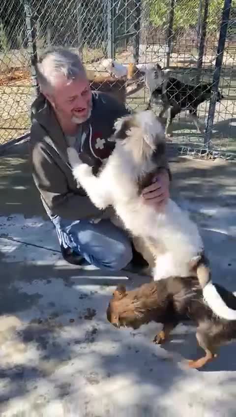 Mixed Breed dogs for adoption: Waffle, 1 year old approx. Available for adoption. - Video 1