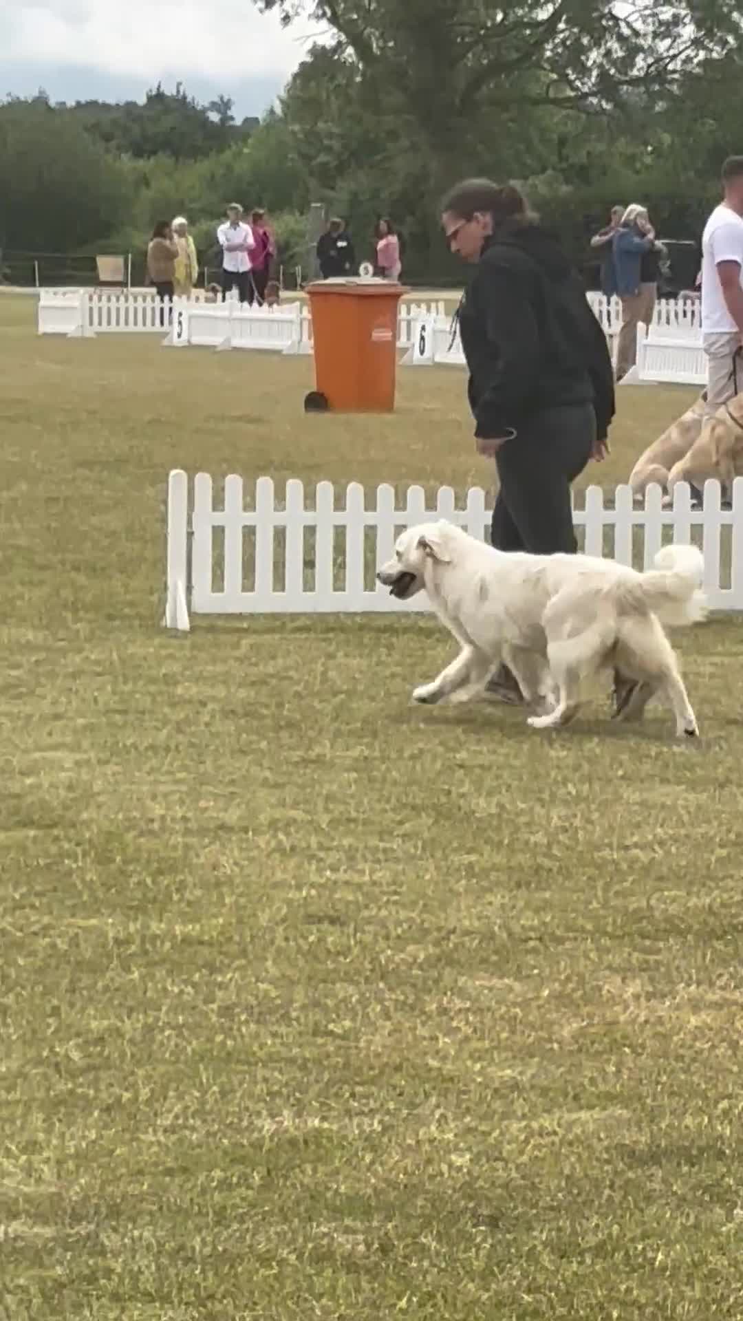 Golden Retriever dogs for sale: Champion line KC reg Golden Retriever pups - Video 1