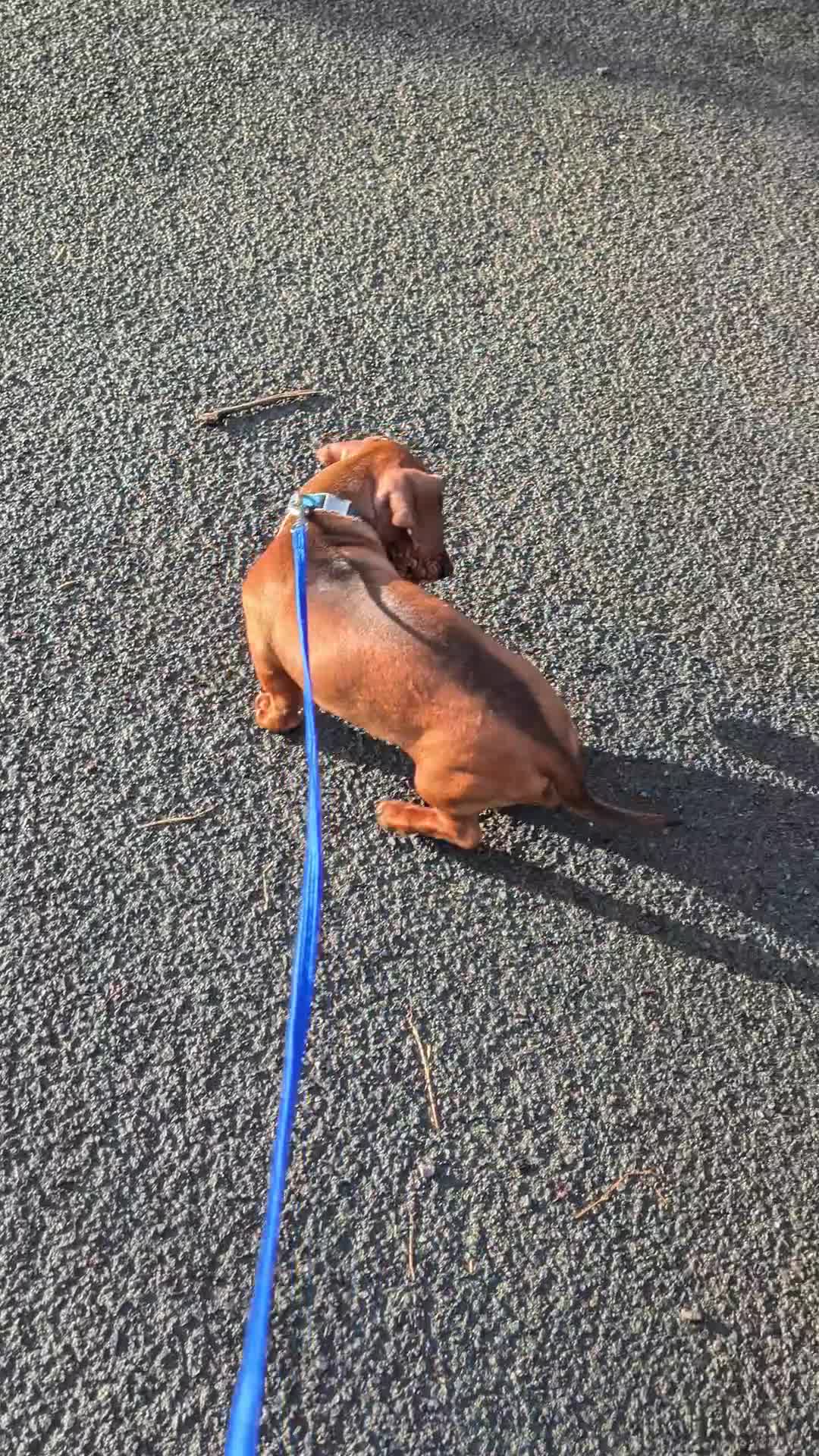 Dachshund dogs for sale: Standard Dachshund Puppies - Video 1