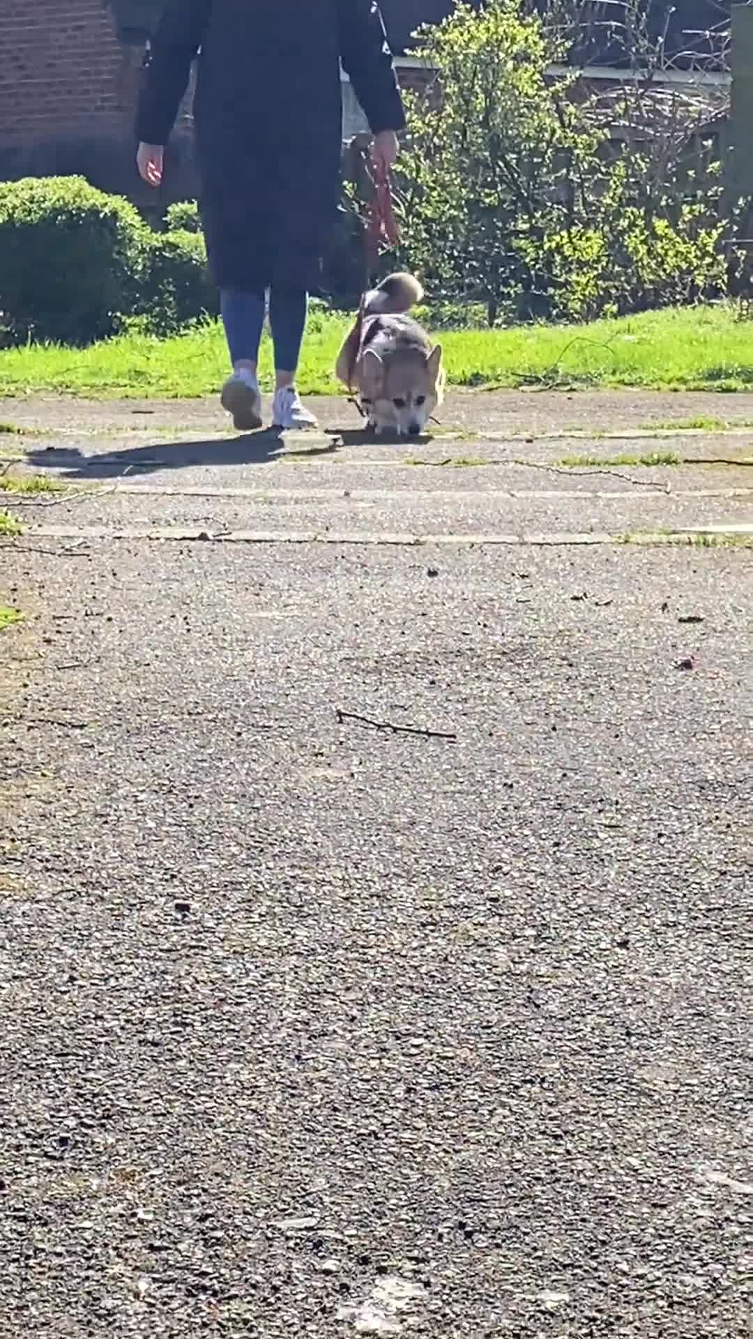 Welsh Corgi Pembroke dogs for sale: Welsh Corgi (Pembroke) - Video 2