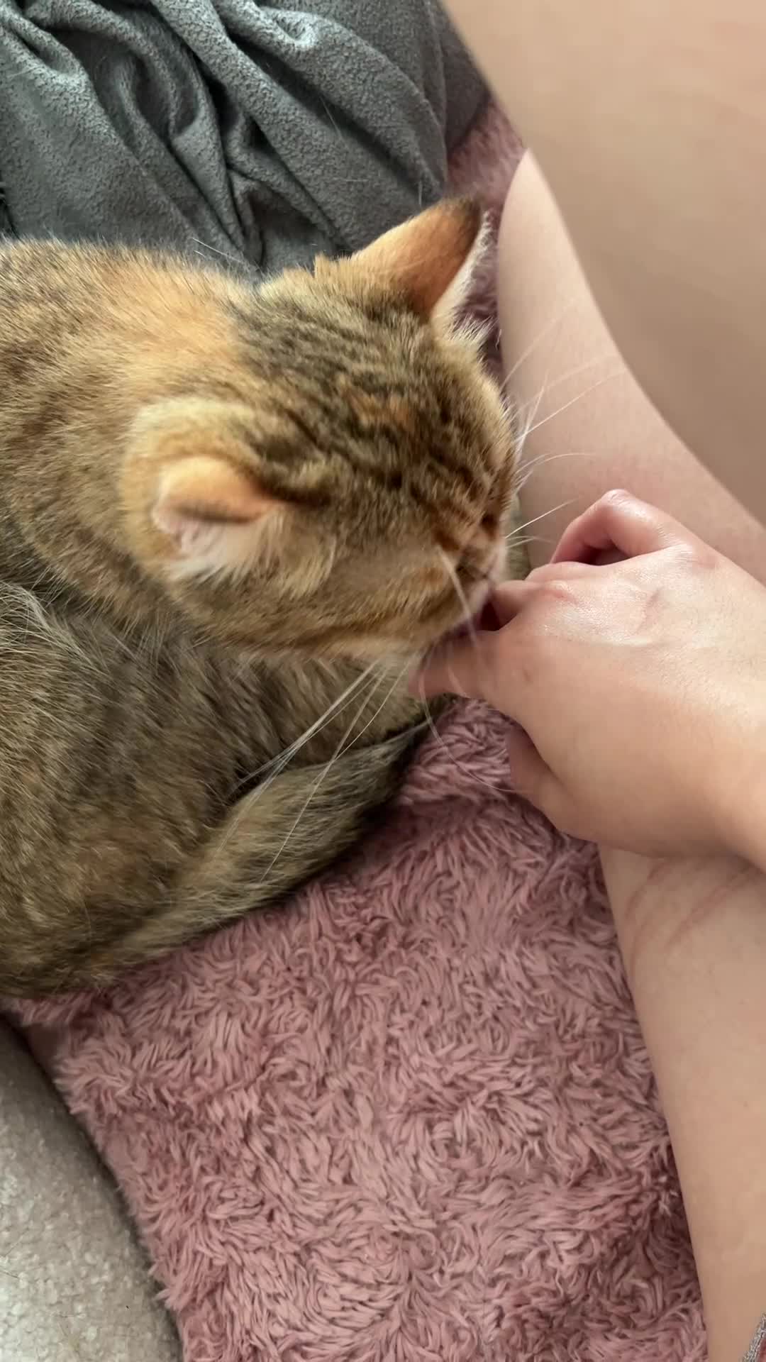 Scottish Fold cats for sale: Kiyomi needs a new loving home  - Video 1