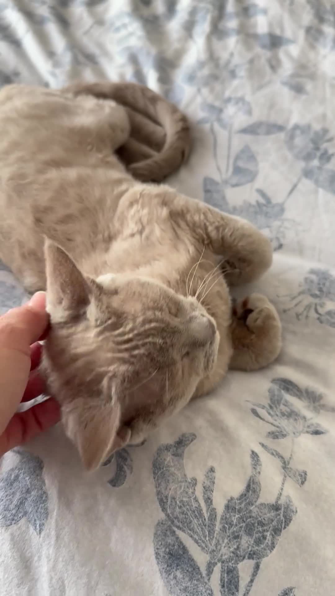 Devon Rex cats for sale: Beautiful pedigree lilac Devon Rex girl  - Video 1