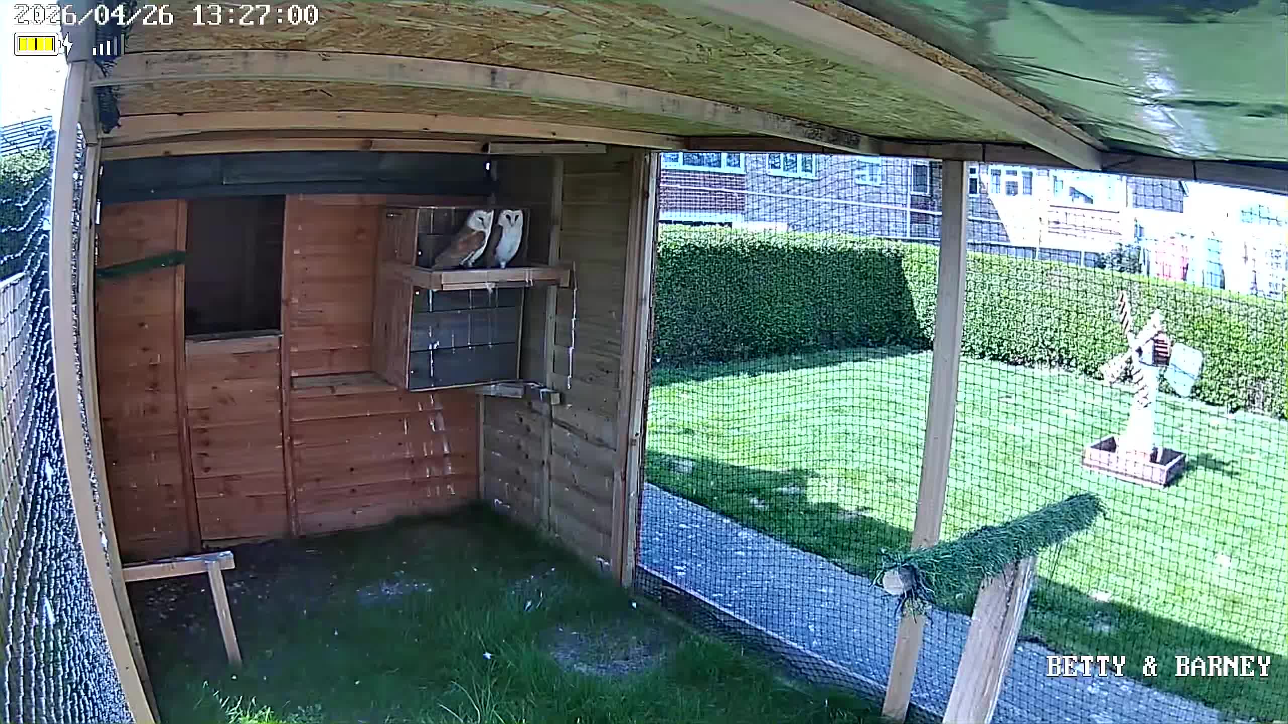 Mixed Breed birds for sale: Barn owls x 2 - Video 1