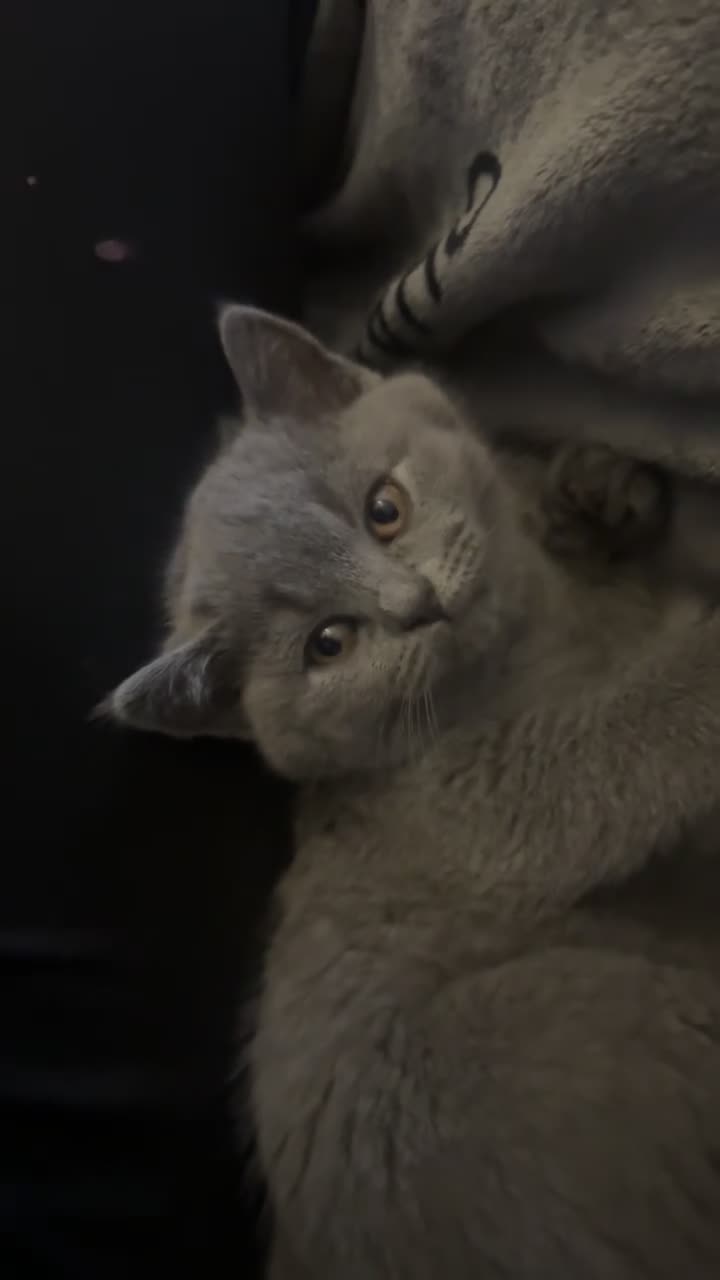 British Shorthair cats for sale: British shorthair kittens  - Video 1