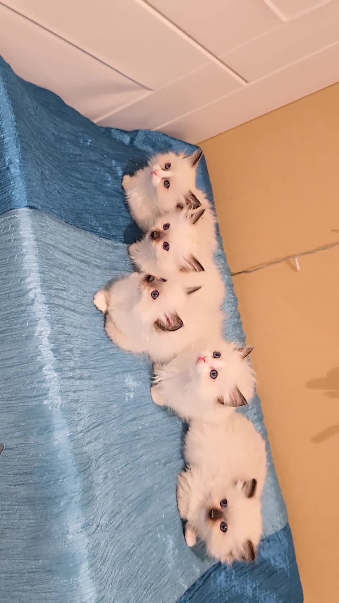 Ragdoll cats for sale: TICA REGISTERED KITTENS/Active - Video 1