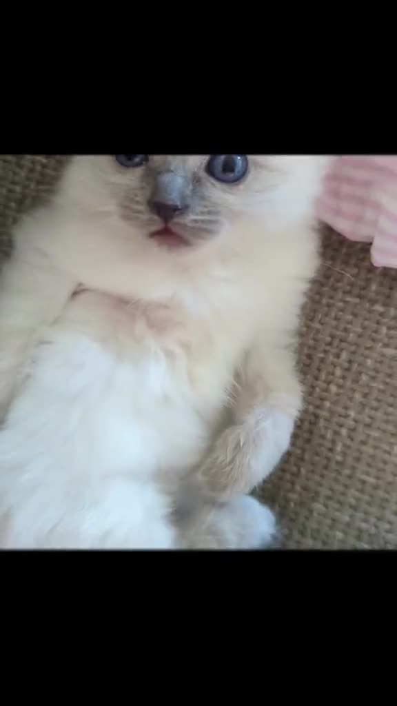 Ragdoll cats for sale: Solo the singleton 😻 - Video 3