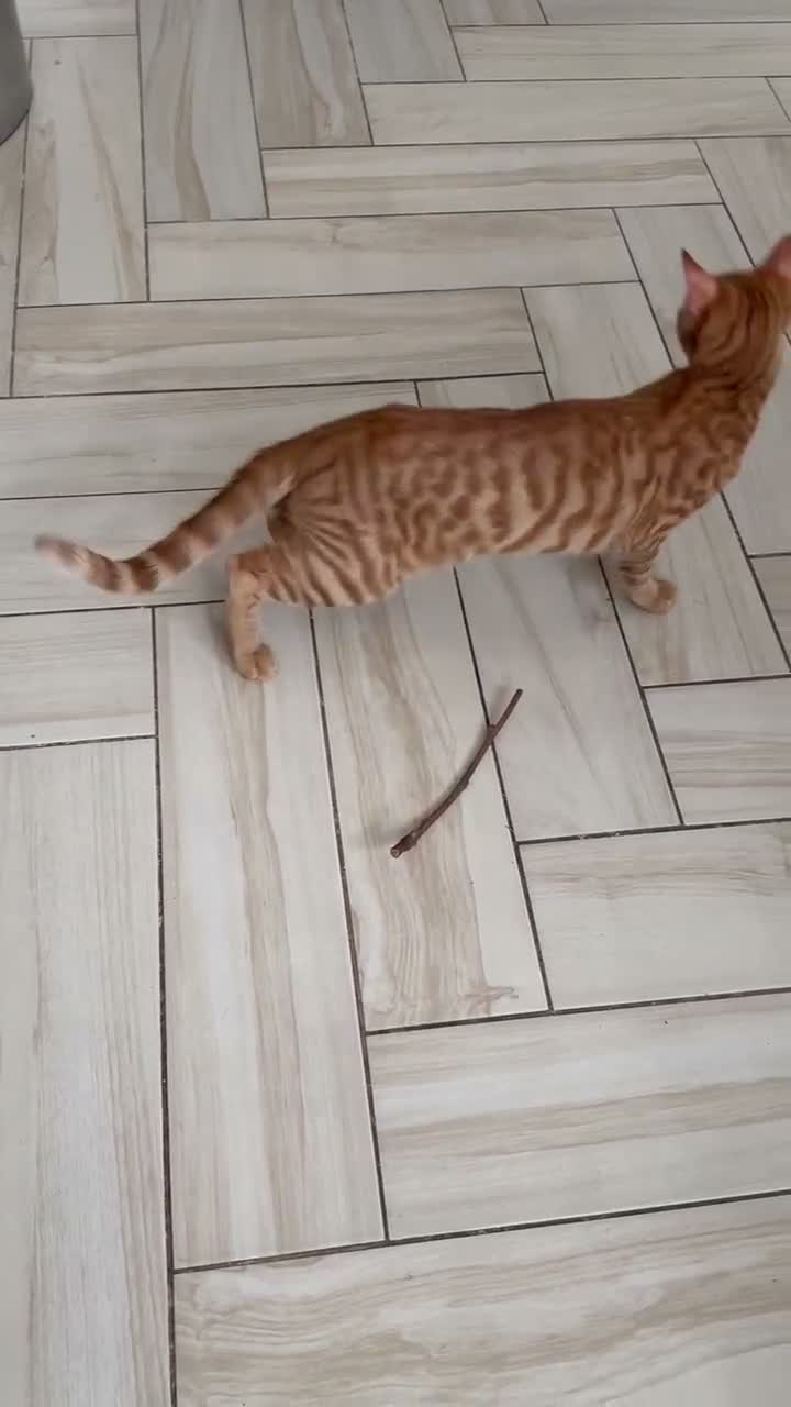 American Shorthair cats for sale: Gorgeous 15-Month-Old Ginger Cat - FREE in London - Video 1