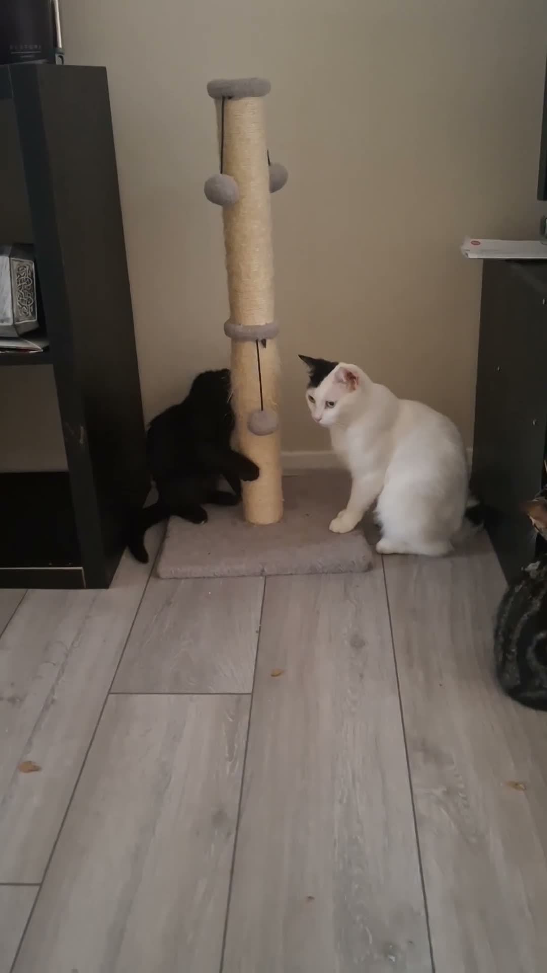 Domestic Shorthair cats for sale: Russian Blue × Bengal Mixed Kittens – 4 available - Video 2