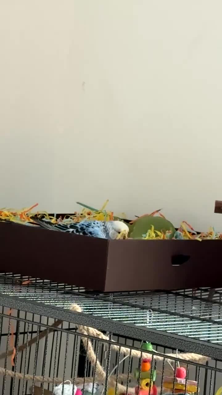 Ringnecks birds for sale: 1 year old Indian ringkneck & 10 month old budgie - Video 2