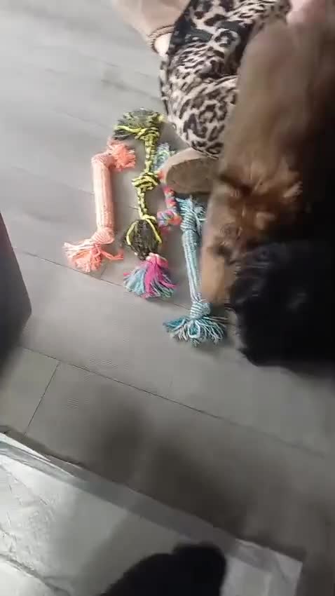 Cavapoo dogs for sale: Last 3 beautiful f1b Cavapoo - Video 2