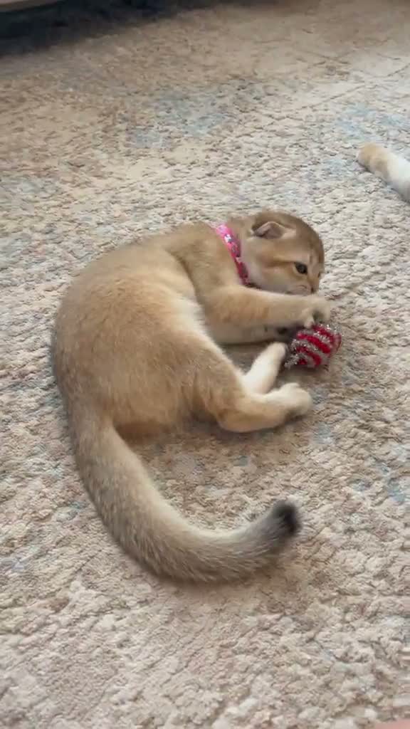 Scottish Fold cats for sale: TICA Registered Scottish Fold Kittens - Video 3