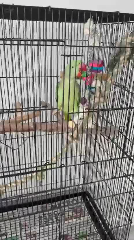 Parrots birds for sale: Alexandrian Parrot for sale  in London - Video 1