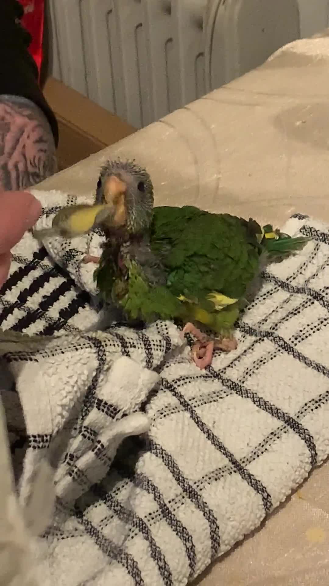 Parakeets birds for sale: Tame Baby hand reared Kakarikis  - Video 1