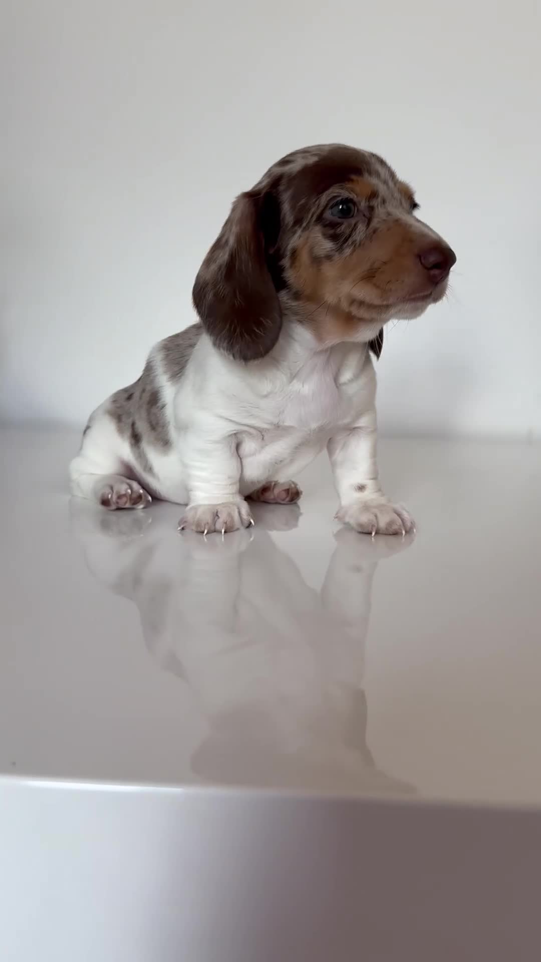 Miniature Dachshund dogs for sale: Kc Miniature Dachshunds  in Oldham - Video 3