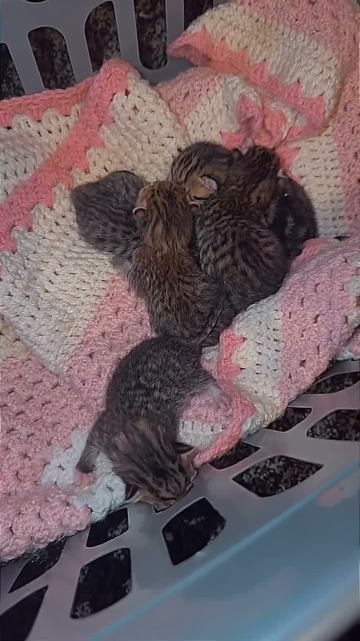 Bengal cats for sale: Bengal x tabby kittens  - Video 1