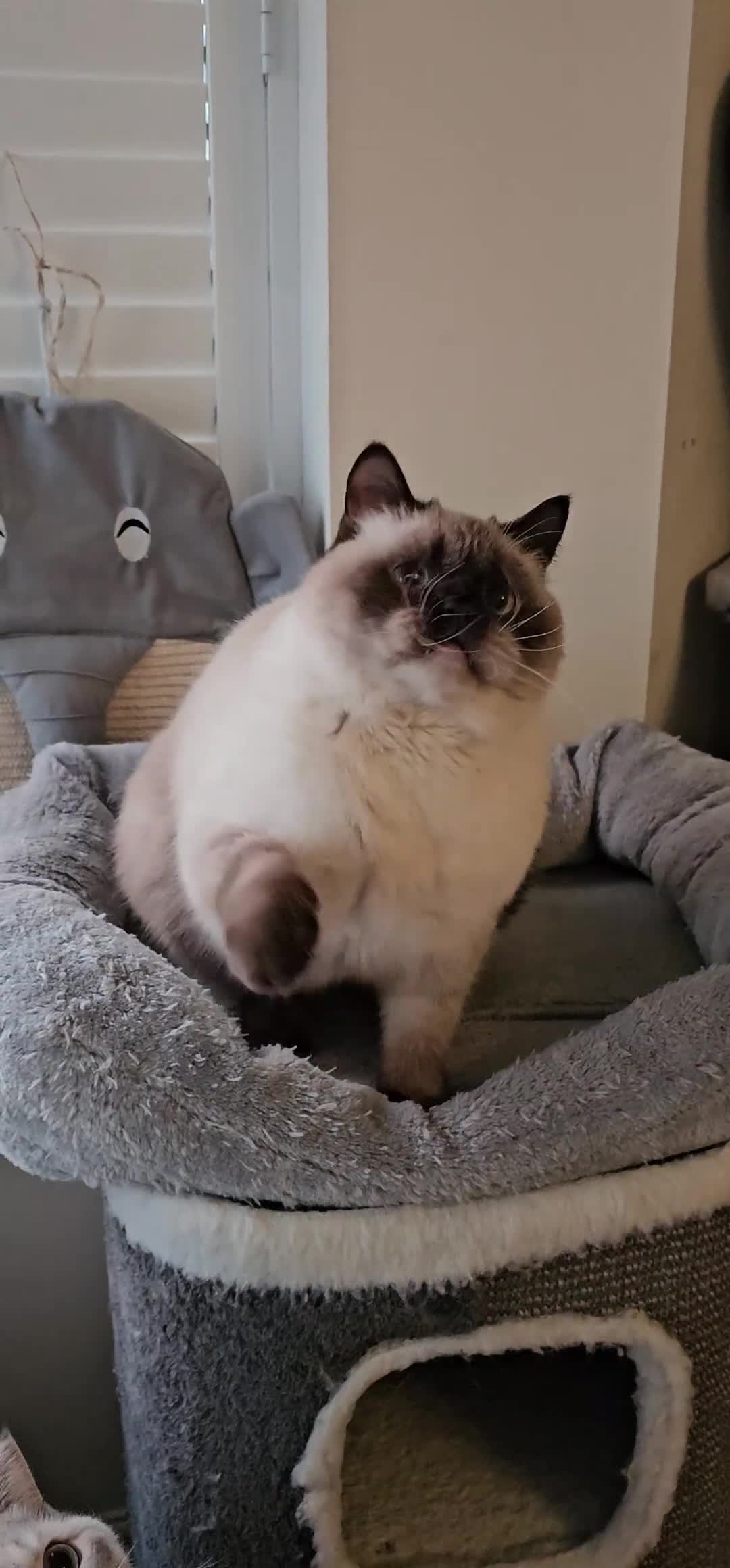 British Shorthair cats for sale: Stunning BSH Colourpoint female - Video 1