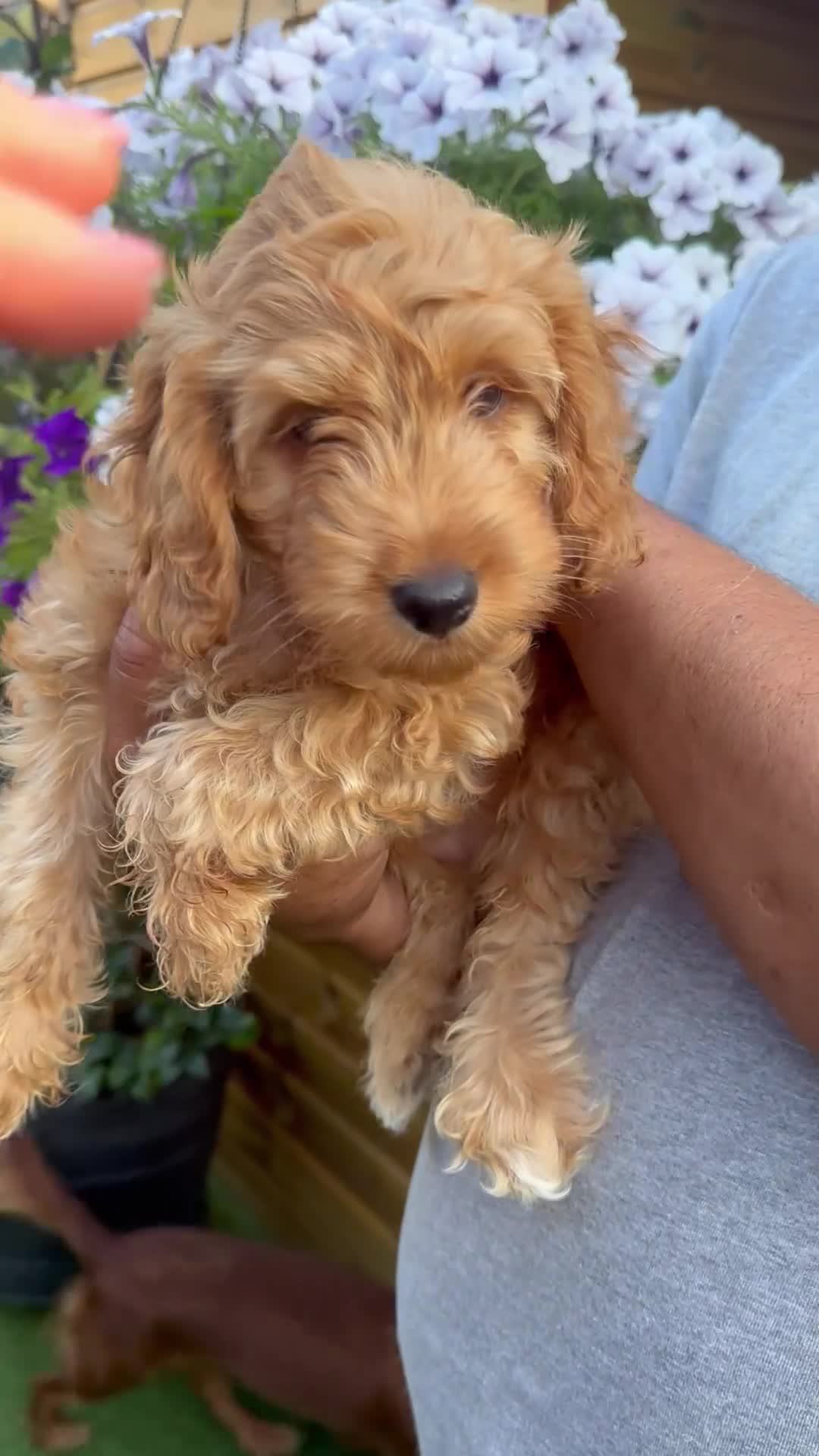 Cockapoo dogs for sale: Stunning F1 puppies Champions Bloodlines  - Video 1