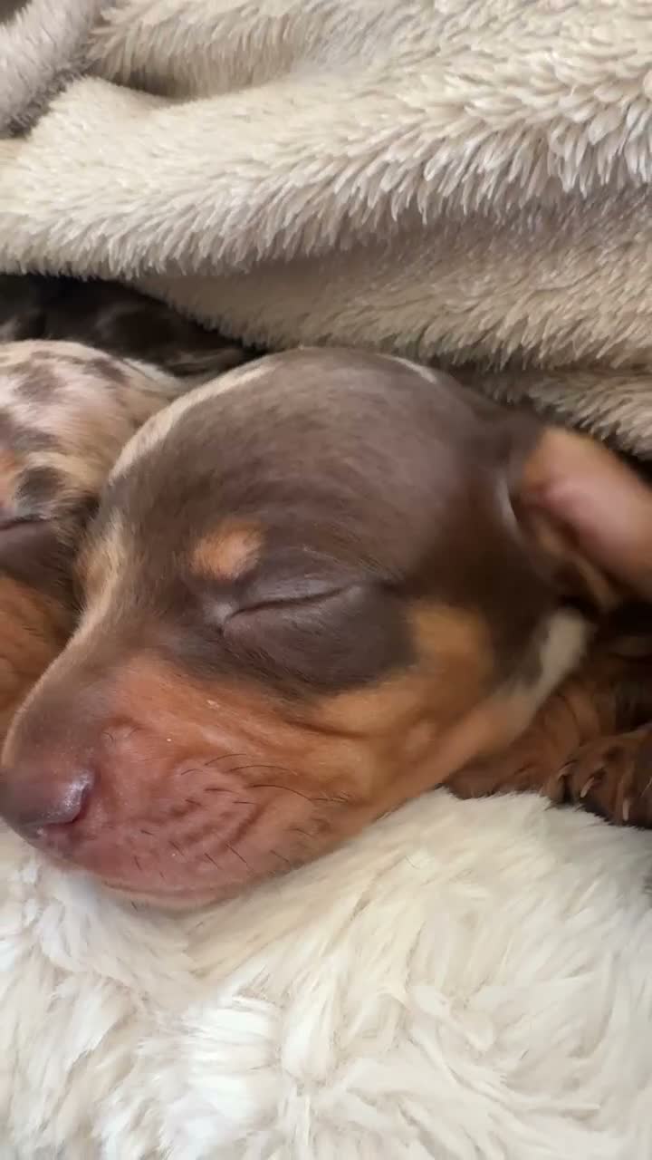 Miniature Dachshund dogs for sale: Miniature Dachshund Puppies Raised With Love in Bradford - Video 1