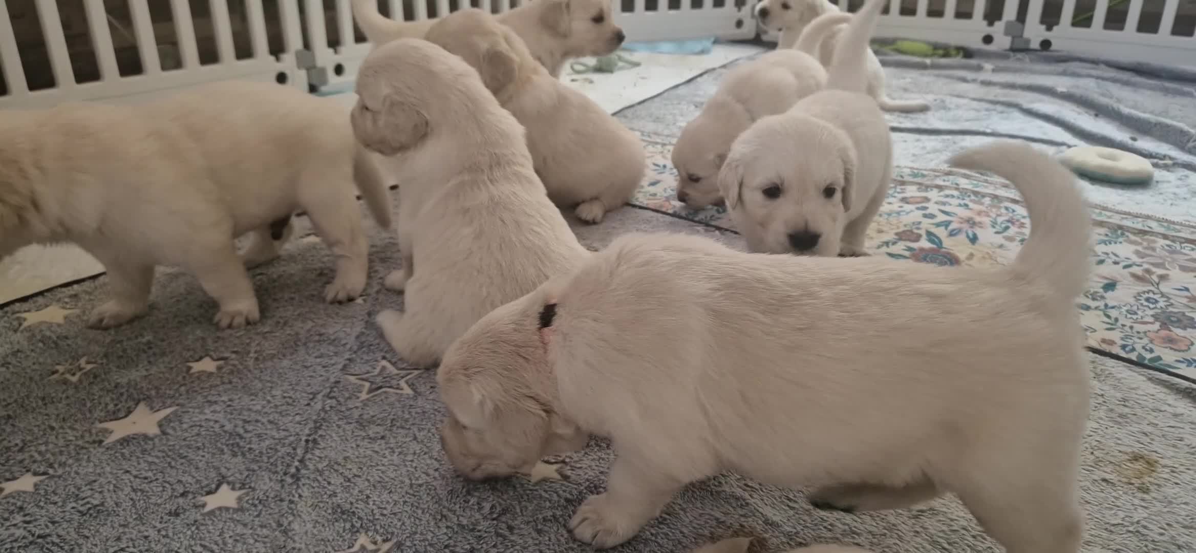 Golden Retriever dogs for sale: Stunning Cream KC registered Golden Retrievers  - Video 4