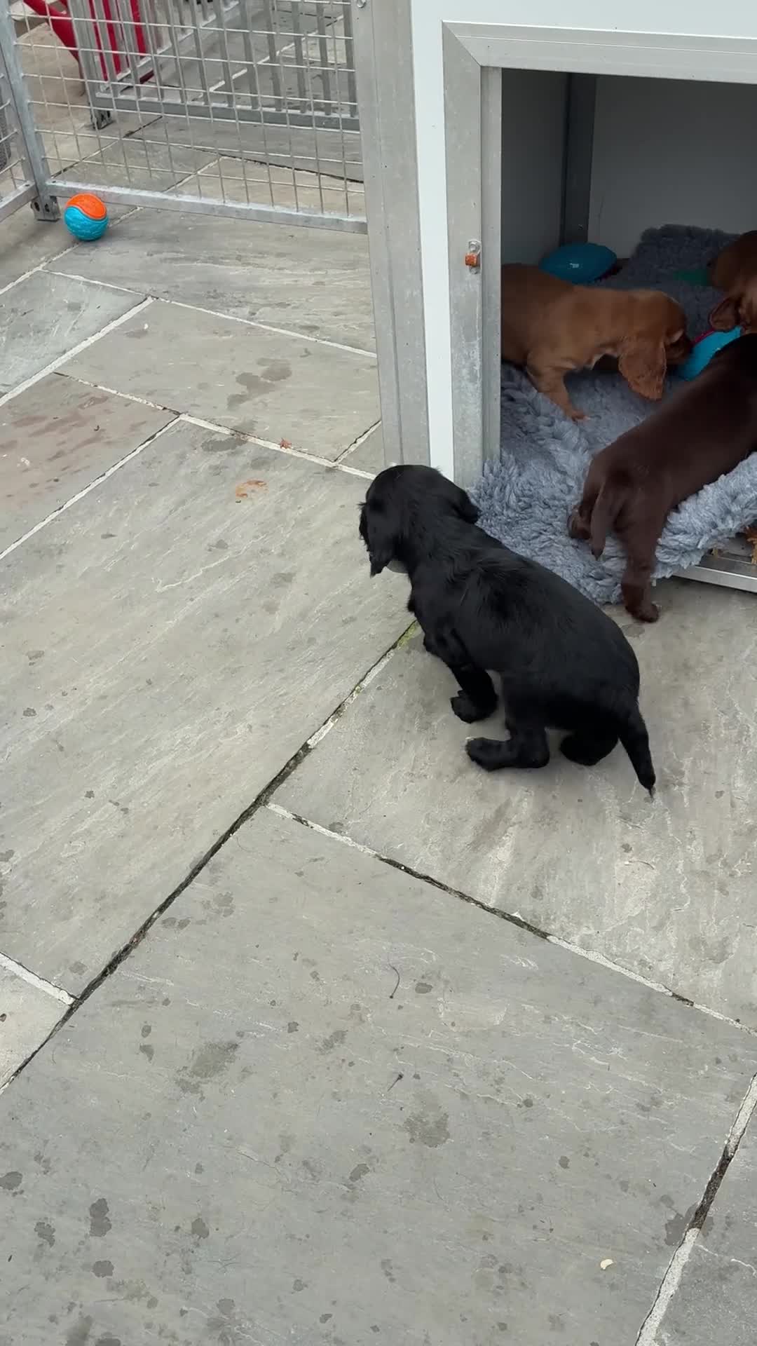 Cocker Spaniel dogs for sale: 5 Star Council Registered Cocker Spaniel Puppy - Video 1