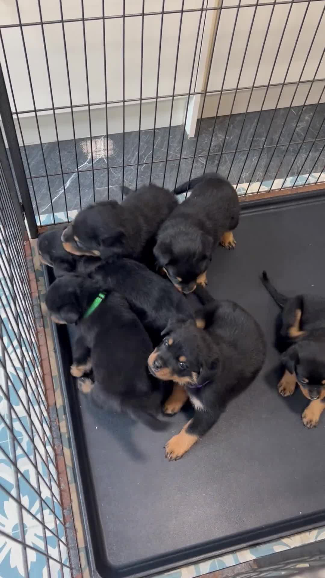Rottweiler dogs for sale: Kc Registered Rottwiler Puppies  - Video 1