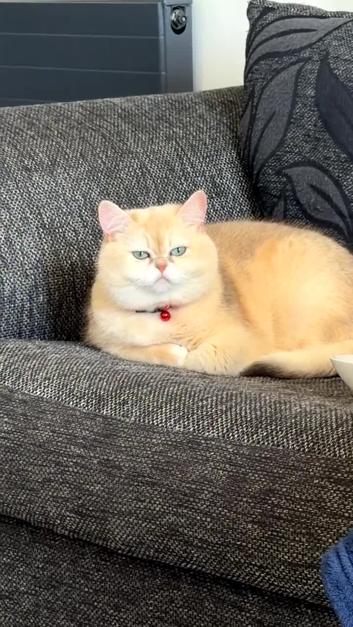 British Shorthair cats for sale: Golden British shorthair  in Rugby - Video 2