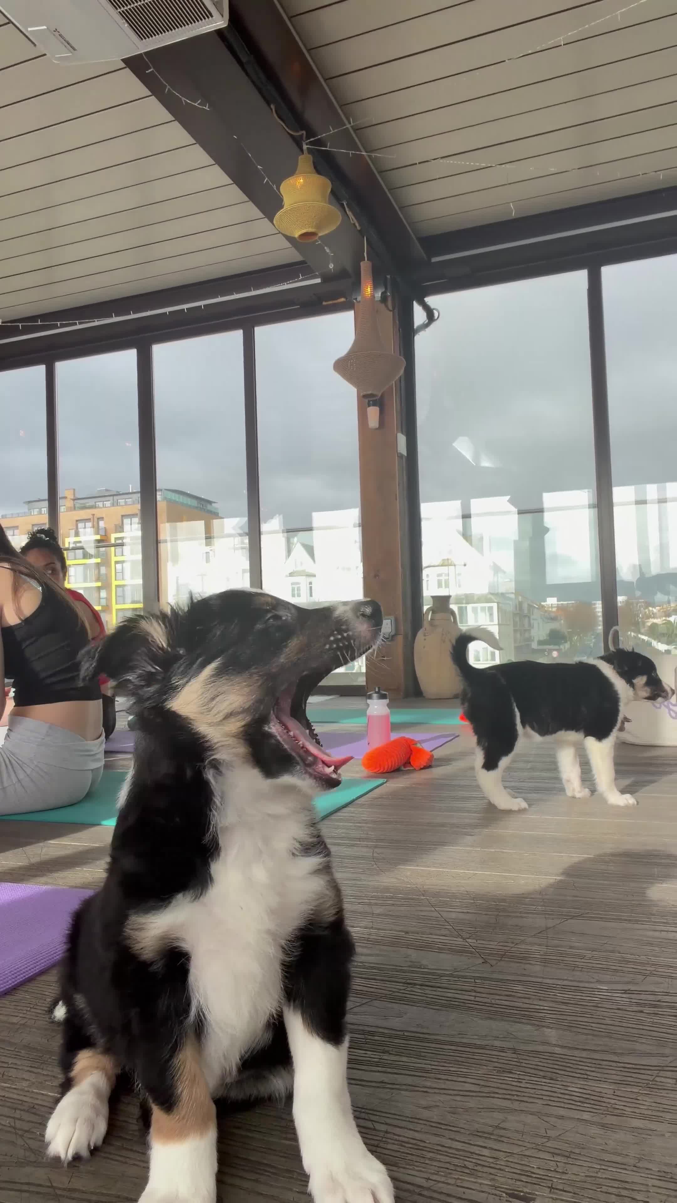 Border Collie dogs for sale: Gorgeous Handsome Tri colour Border Collie male  - Video 2