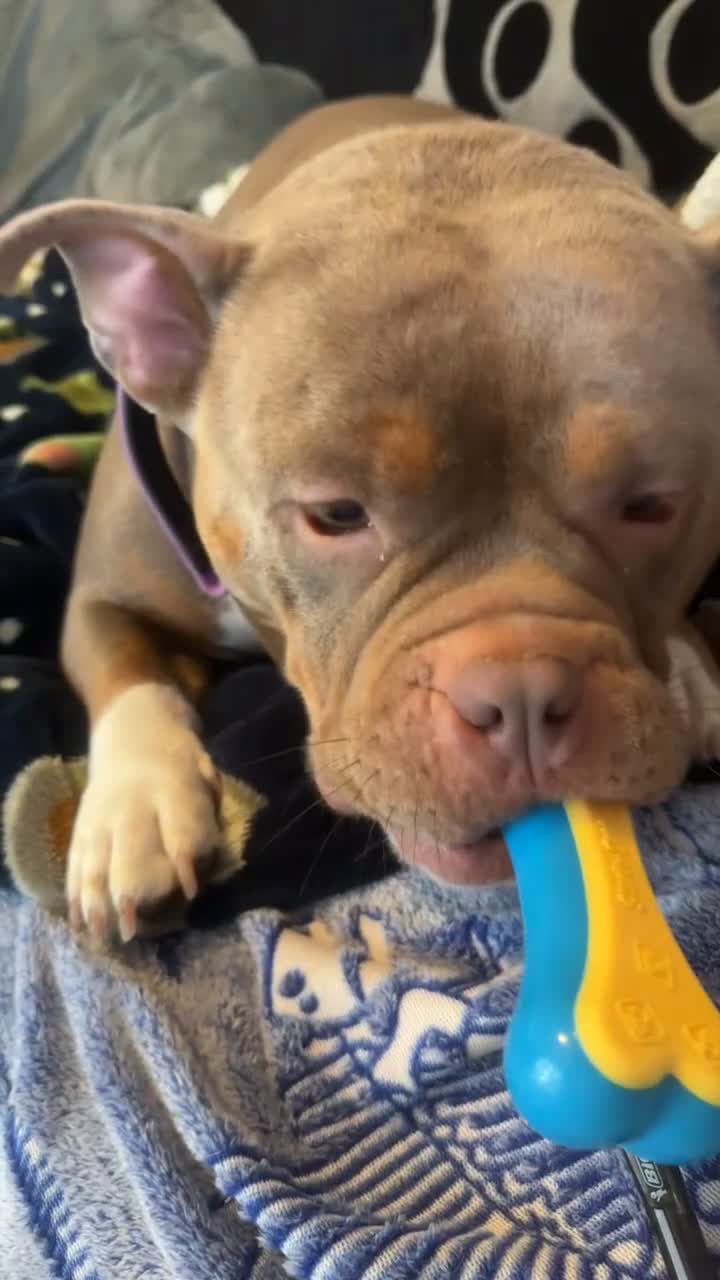 Mixed Breed dogs for sale: Beautiful little black & tan boy, dachshund mix🥹 in Motherwell - Video 1