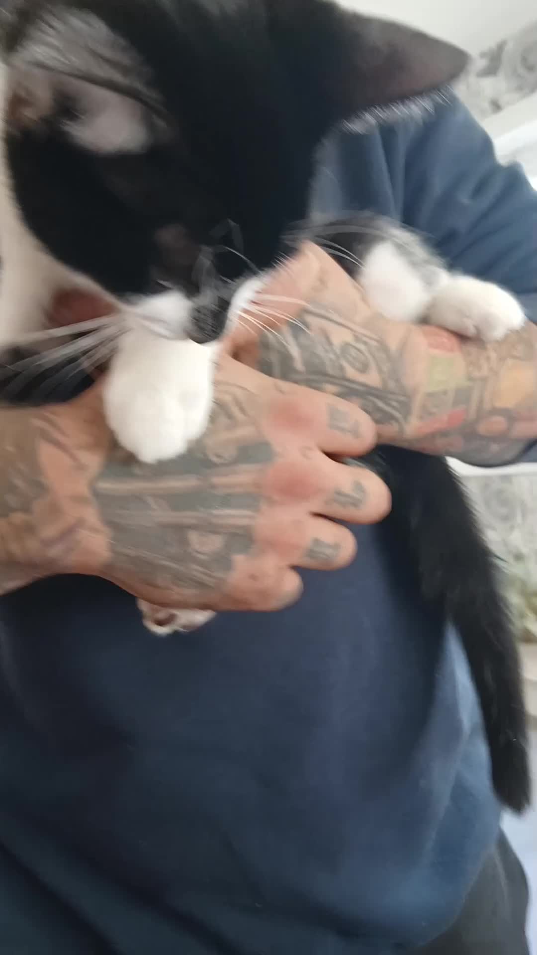 Turkish Angora cats for sale: Beautiful boy looking for home  - Video 3
