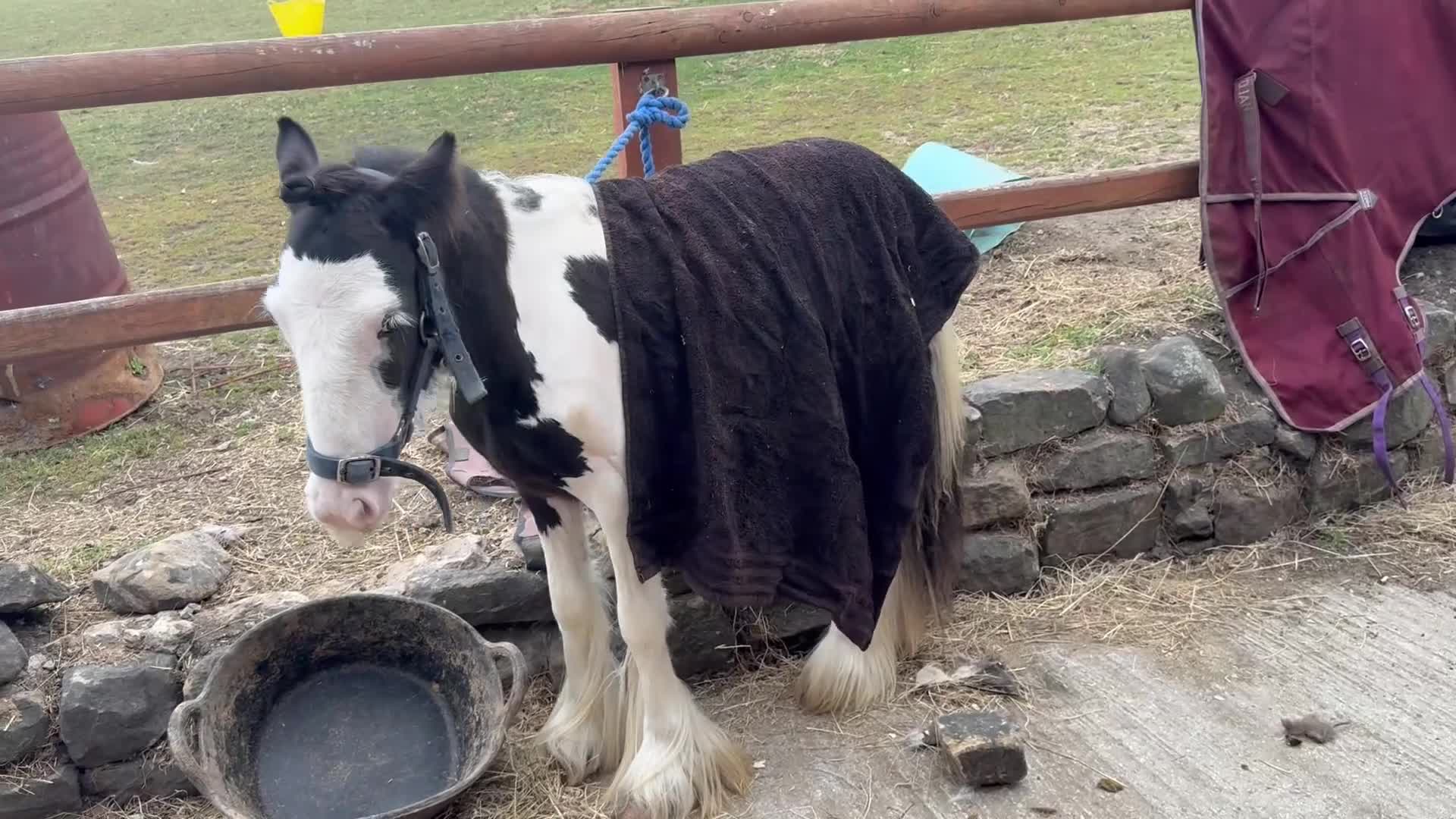 Irish Cob horses for sale: beautiful bingo 😍 - Video 3