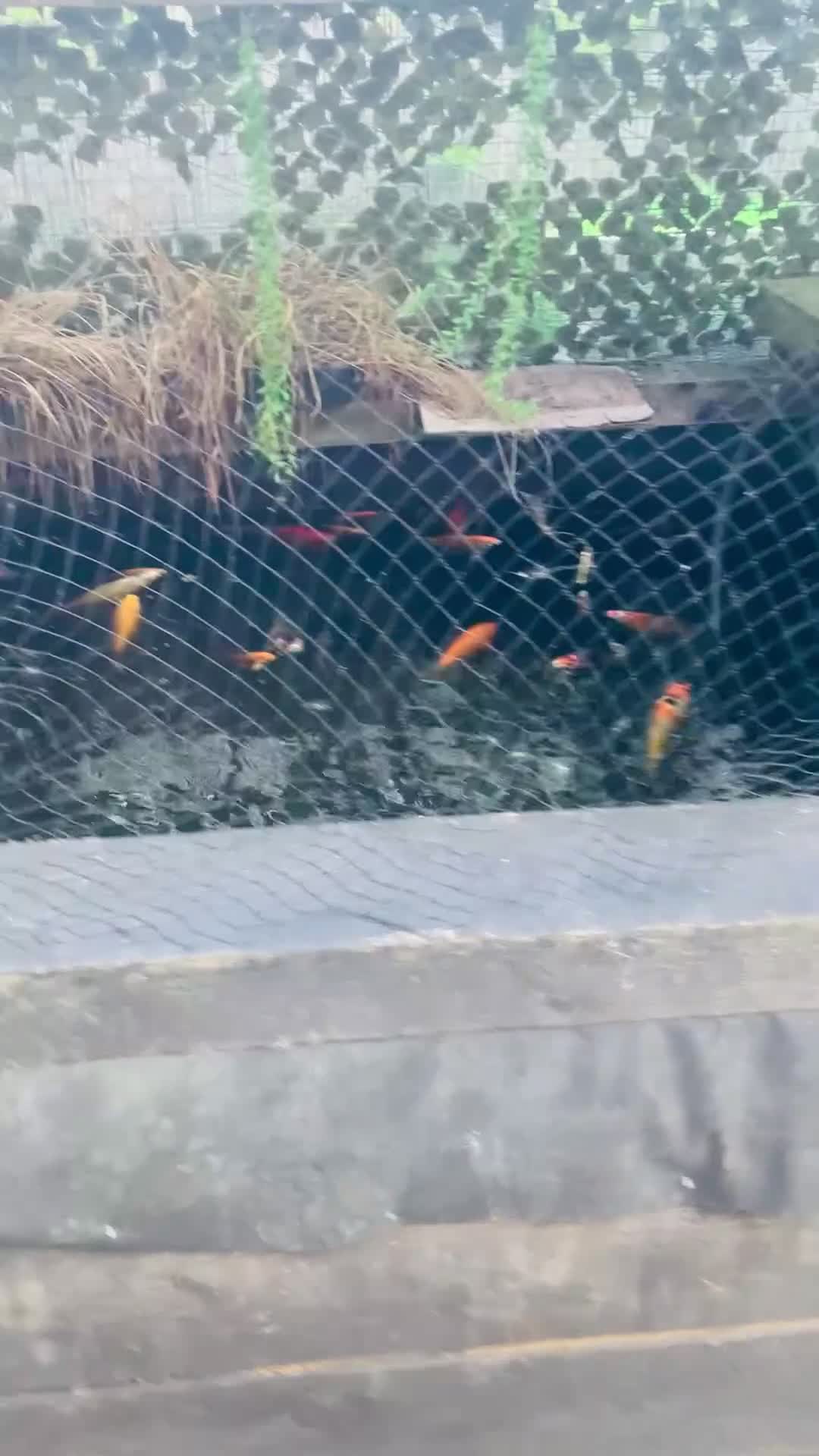 Koi Carp fish for sale: Koi carp for sale - Video 3