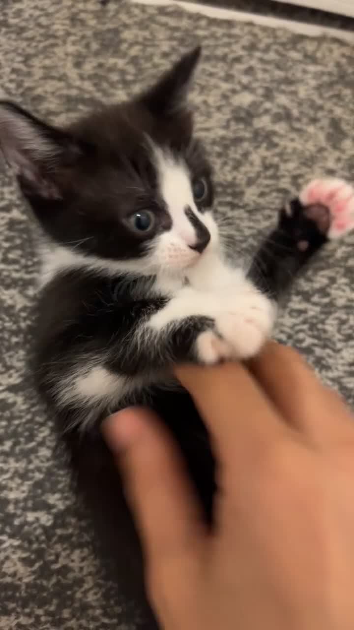 Mixed Breed cats for sale: 2 Adorable kittens  - Video 1