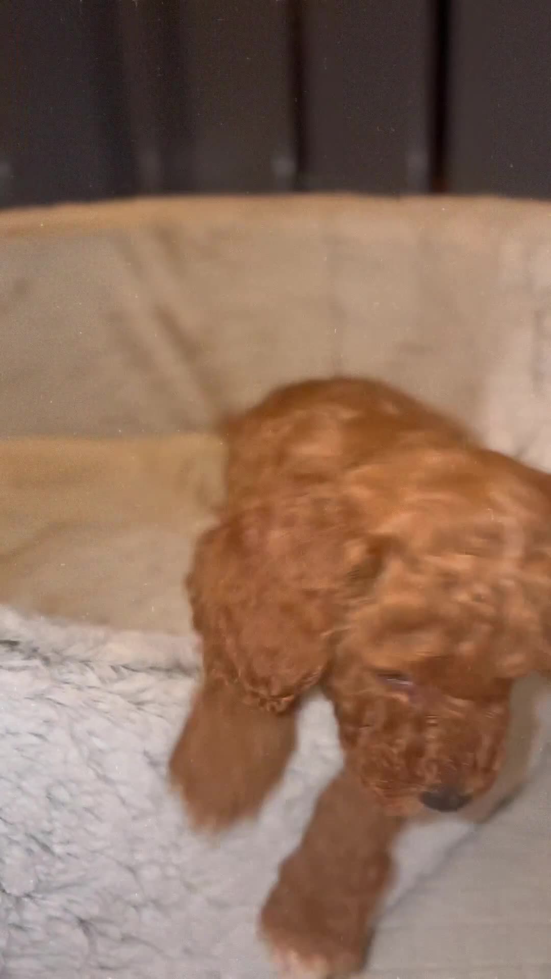 Cockapoo dogs for sale: F1 Cockapoo Puppies - Video 1