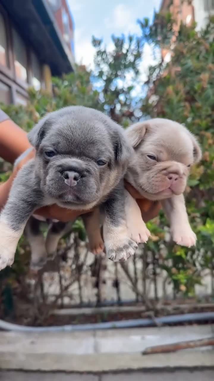 French Bulldog dogs for sale: French bulldogs  - Video 3