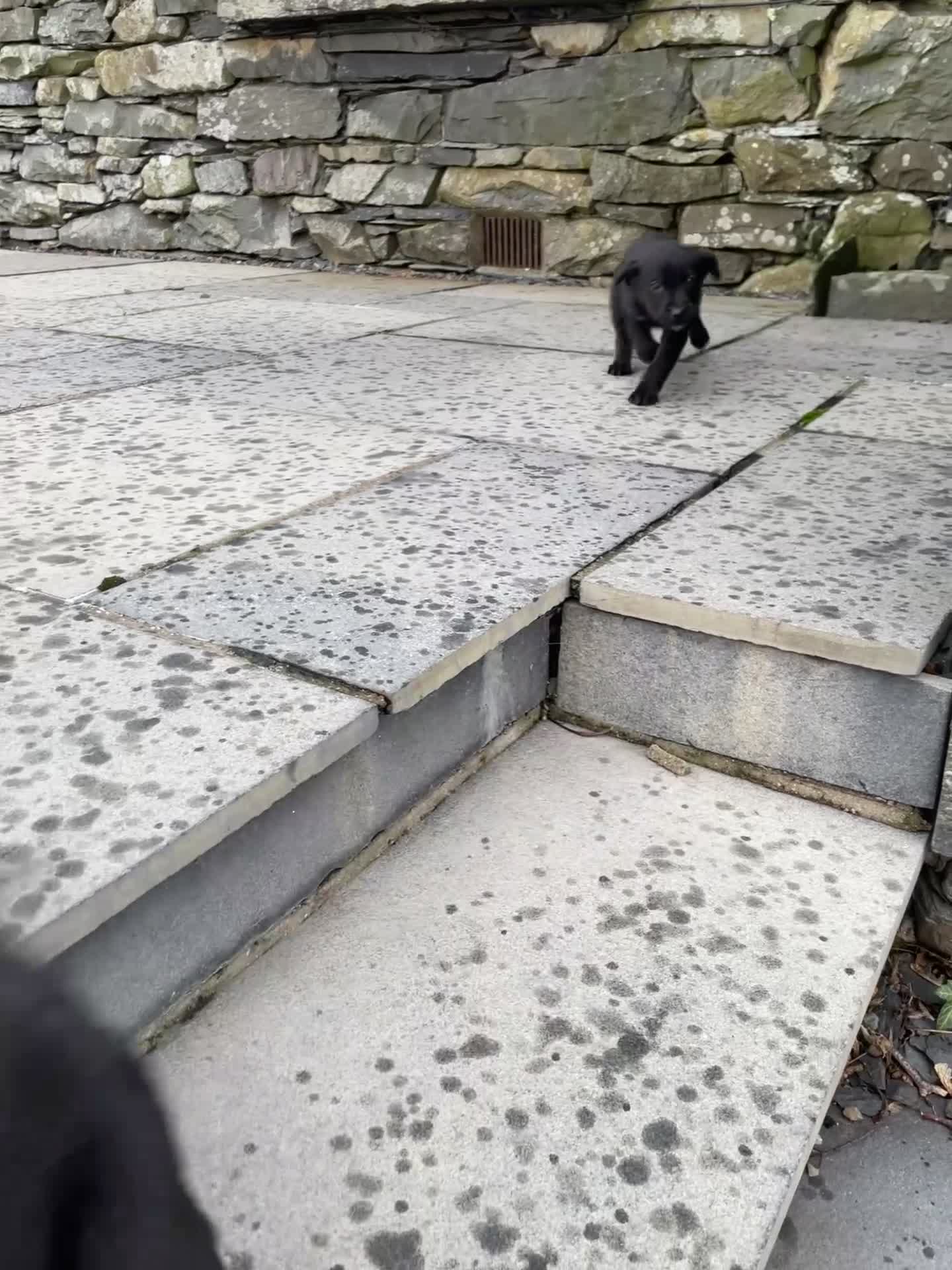 Borador dogs for sale: ⚫️lab x collie puppies ⚪️ - Video 1