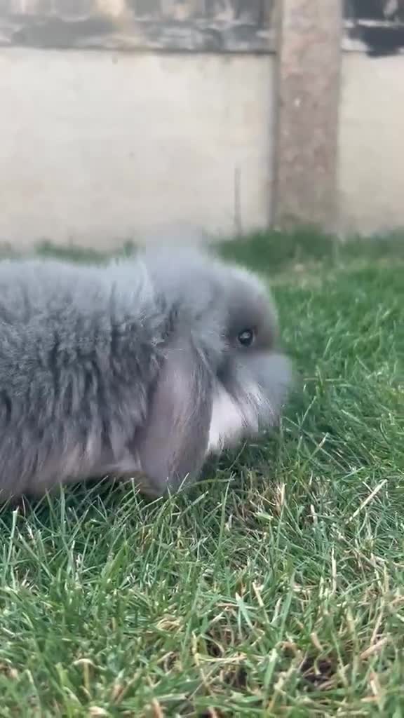 Mini Lion Lop rabbits for sale: lop x Lion head baby bunnies  - Video 4