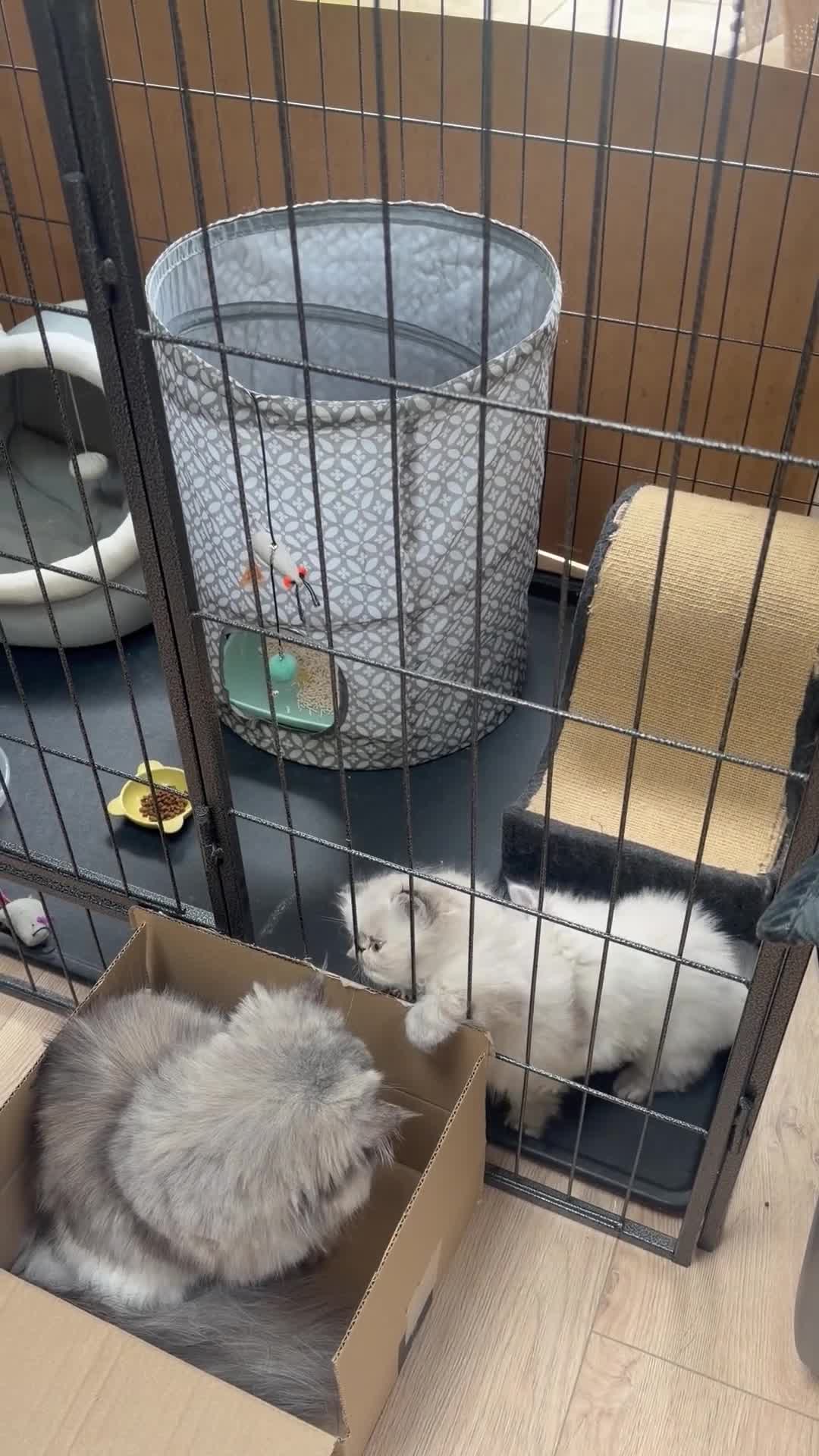 Persian cats for sale: Two Persian cuties  in Widnes - Video 2