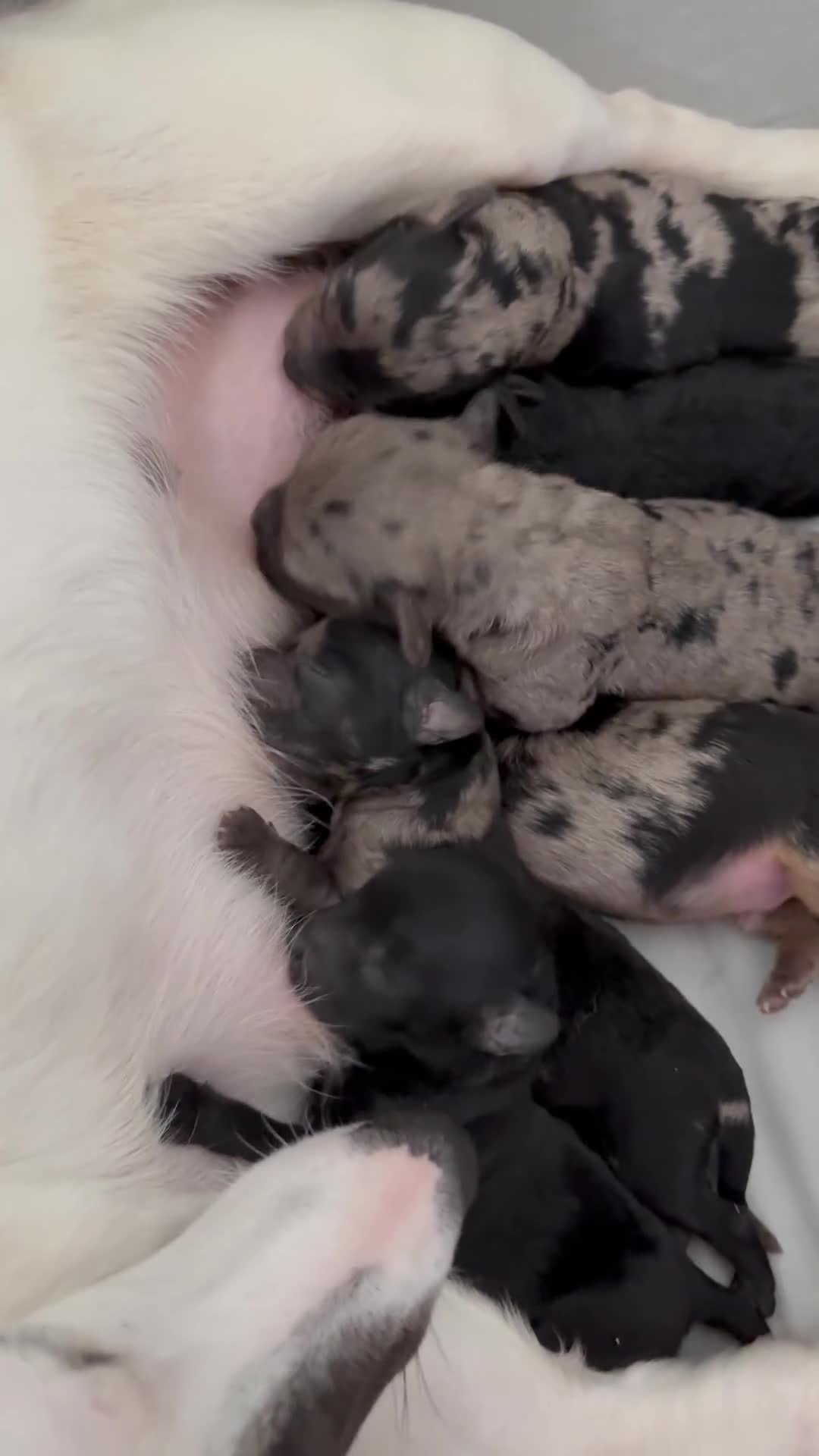 Jackapoo dogs for sale: Beautiful jackapoo’s  - Video 1