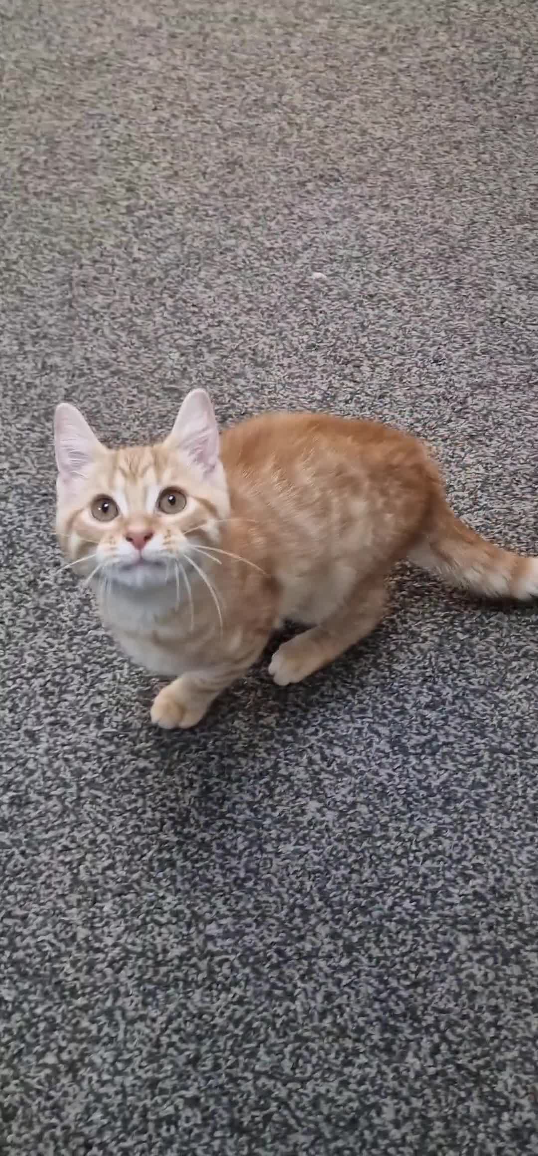 British Shorthair cats for sale: British Shorthair x **REDUCED, ONE LEFT*** in Birmingham - Video 1