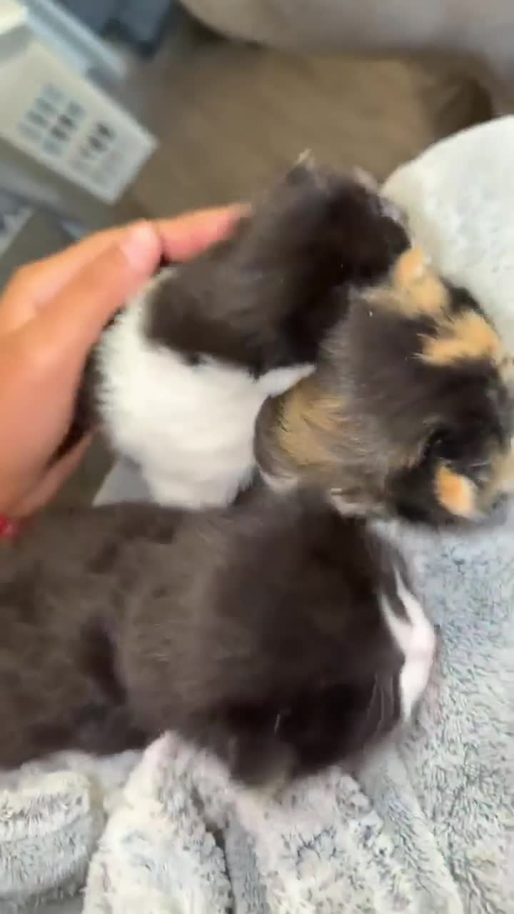Mixed Breed cats for sale: Kittens in Sheffield - Video 1