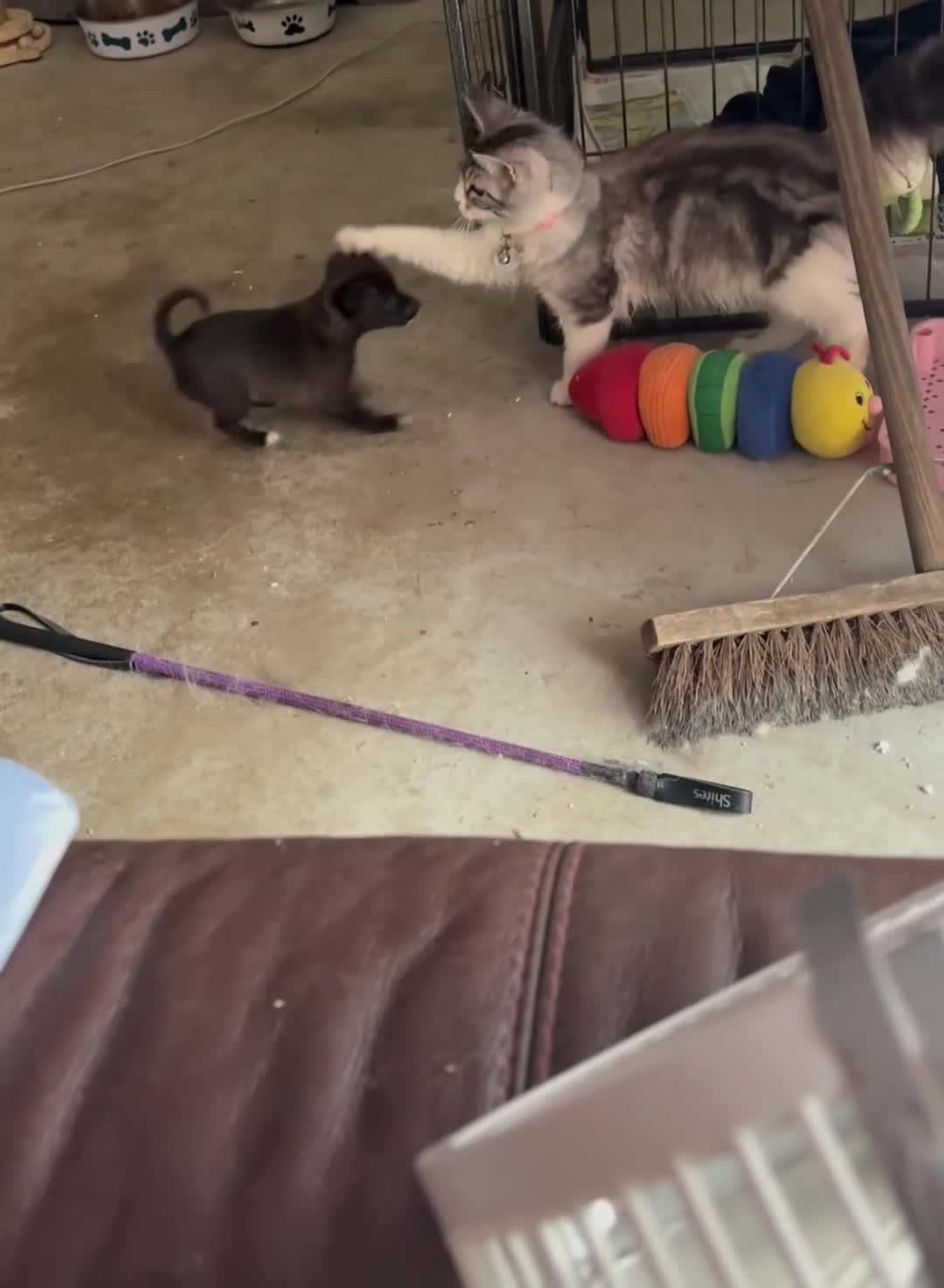 Mixed Breed dogs for sale: Italian Greyhound cross, mums final litter! in Maidstone - Video 1