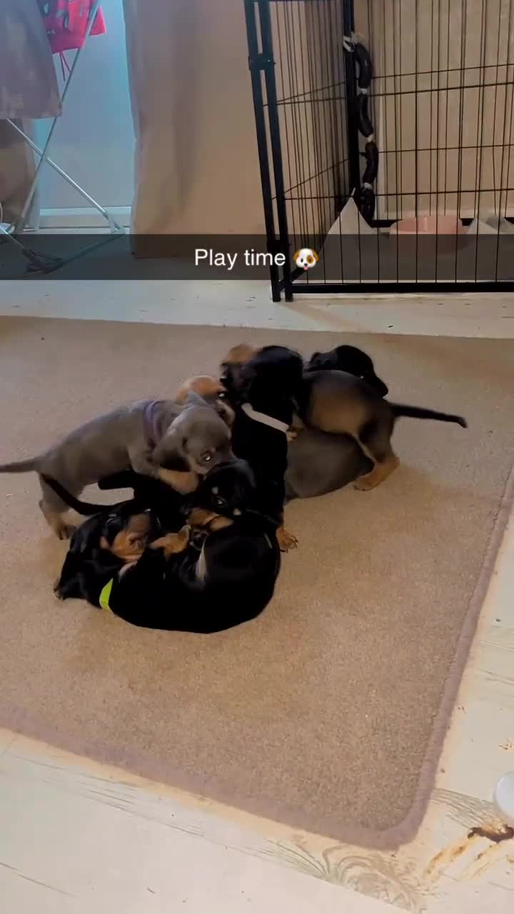 Dachshund dogs for sale: Dachshund puppies  - Video 2