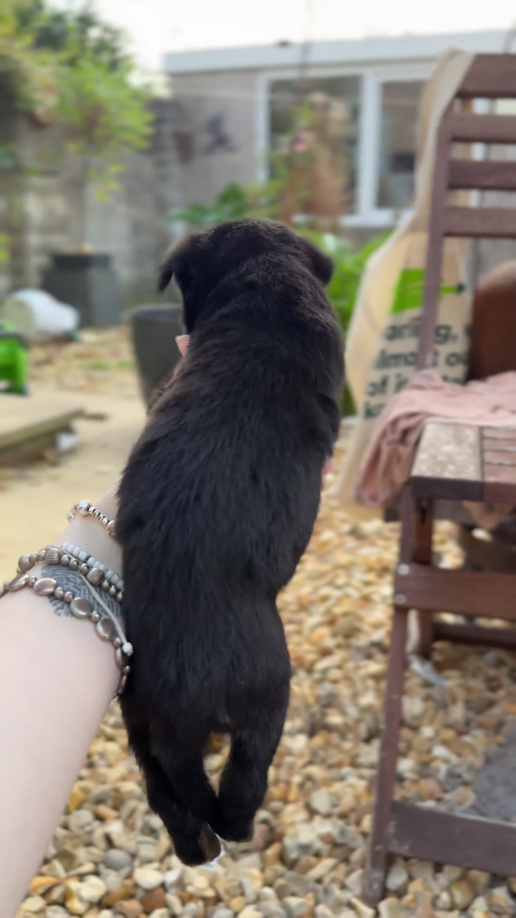 Mixed Breed dogs for sale: German Shepherd cross American bulldog puppies - Video 3