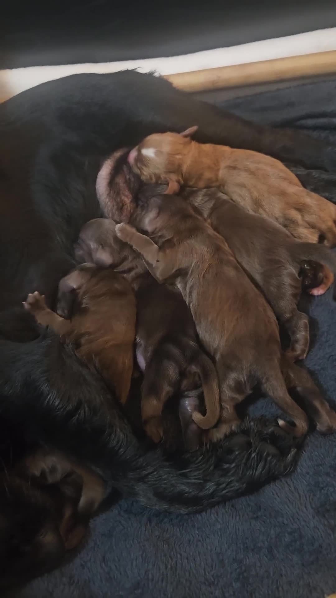 Cocker Spaniel dogs for sale: Cocker spaniel Puppies Males and females - Video 1