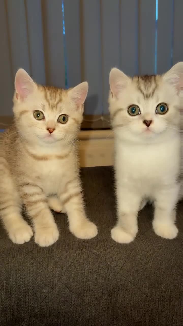 British Shorthair cats for sale: Pure breed kittens  - Video 1